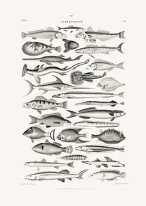 Sealife I od Oliver Goldsmith