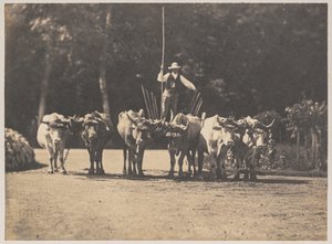Six Oxen Team se svým řidičem, c. 1853.
