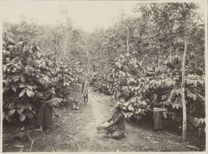 Ženy při práci na plantáži v Nizozemské východní Indii