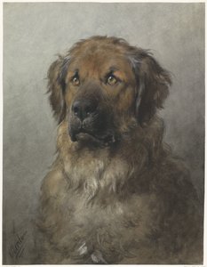 Hlava leonbergera Hlava leonbergera zepředu