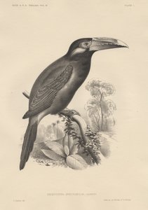 Selenidera Spectabilis, litho od Bowen und Co., 1850 od Otto Koehler