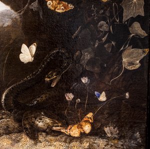 Hadi, ropuchy a motýli od Otto Marseus van Schrieck