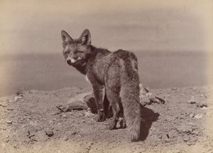 [Fox], 1886. od Ottomar Anschütz