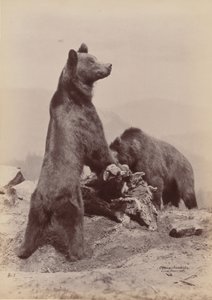 [Dva medvědi], 1889. od Ottomar Anschütz