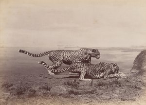 [Dva gepardi], 1888. od Ottomar Anschütz