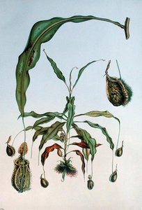 Nepenthes Hookeriana, botanická deska z „Les Promenades de Paris“ od E. Alphana, rytina L. Stroobanta, kolem 1867-73 (barevně lito) od P. (after) Lambotte