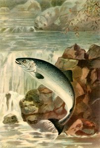 „Skok lososa“, 1895, 1943. od P. J. Smit