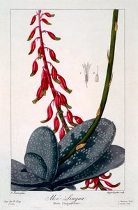 Jazyk aloe, hospoda. 1836. od Panacre Bessa
