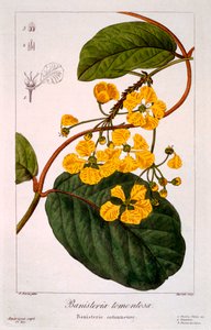 Zábradlí: B. bouřlivý, hospoda. 1836.