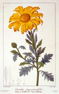 Calendula officinalis Měsíček lékařský, hospoda. 1836.