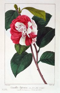 Camellia Japonica, hospoda. 1836.