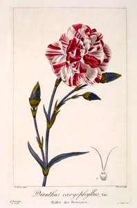 Dianthus caryophyllus, hospoda. 1836. od Panacre Bessa