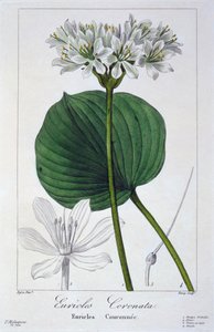 Euricles coronata, hospoda. 1836.