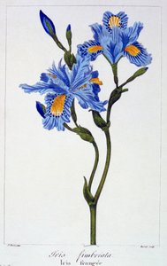 Iris s třásněmi, hospoda. 1836. od Panacre Bessa