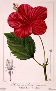 Ibišek: H. rosa-sinensis, hospod. 1836.