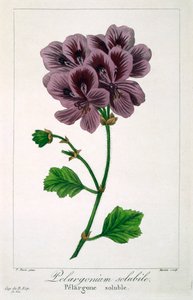 Pelargonium, hospoda. 1836. od Panacre Bessa