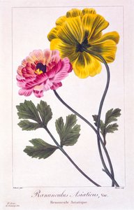 Perský Buttercup, hospoda. 1836. od Panacre Bessa