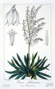Yucca filamentosa, hospoda. 1836. od Panacre Bessa