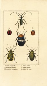 Callidium longipes 1, berušky, Jauravia dorsalis 2, Coccinella septempunctata 3, blechy, Altica emarginata 4, Altica emarginata 5 a Altica chrysis 6 od Pancrace (after) Bessa