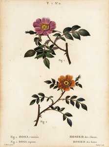 Růže psí, Rosa canina, Rosier des Chiens 1 a vřes malolistý, Rosa sepium, Rosa agrestis, Rosier des Haies 2 od Pancrace (after) Bessa