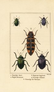 Dogbane brouk, Chrysochus auratus 1, Hoplia argentea 2, Banksia jewel brouk, Cyrioides imperialis 3, Eumolpus fulgidus 4 a Eumolpus surinamensis 5
