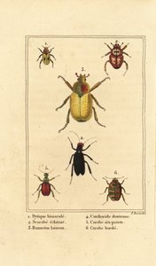 Dytiscus bimaculatus 1, scarab 2, chroust, Melolontha melolontha 3, Cantharis brouk 4, Carabus sexpunciatus 5 a Omophron limbatum 6 od Pancrace (after) Bessa