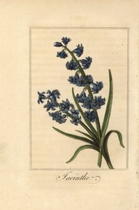 Hyacint, hyacint, Hyacinthus orientalis