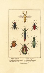 Lampyris brouk, drabčík, Staphylinus erythropterus 2, Staphylinus druh 3, Ampedus sanguineus 4, Silpha pedeonta 5, Temnoscheila virescens 6, a růžovka, Cetonia aurata 7