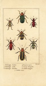 Listoví brouci, Galeruca druh 1, Aulacophora analis 2, Cyclotrypema furcata 3, Donacia vittata 4, plochý kůrovec, Cucujus clavipes 5, Pyrrhidium sanguineum 6 a Chlorophorus varius 7 od Pancrace (after) Bessa