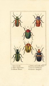 Listovky: Smaragdina limbata 1, Clytra laeviuscula 2, Cryptocephalus brouci 3,4, Crioceris solani 5 a Chrysomela campestris 6