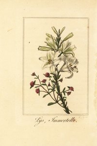 Lilie a červená věčná, Lys a nesmrtelná, bílá lilie a krvavý Helichrysum
