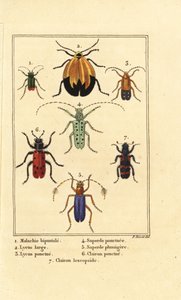 Malachitový brouk, Malachius bipustulatus 1, síťokřídlí, Lycus melanurus 2, Lycus punctatus 3, Saperda punctata 4, Saperda species 5, Trichodes octopunctatus 6 a Trichodes apiarius 7
