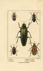 Marsh beetle, Elodes 1, Harpalus beetle 2, jewel beetle, Buprestis 3, blešák, Altica famelica 4, a růžovka, Cetonia species 5 od Pancrace (after) Bessa