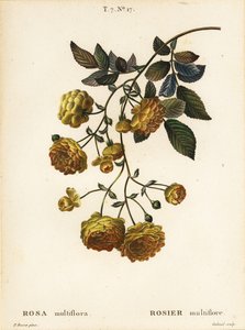 Růže multiflora nebo růže japonská, Rosa multiflora, Rosier multifore