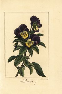 Maceška, pensee, Viola tricolor var. od Pancrace (after) Bessa