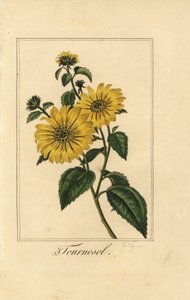 Slunečnice, tournesol, Helianthus annuus od Pancrace (after) Bessa