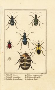 Tiger brouci, Cicindela sinuata 1, Cicindela campestris 2, Cicindela sexguttata 3, Nitidula bloodstained 4, pestrý kobercový brouk, nažloutlý telefor 5, Anthrenus verbasci 6