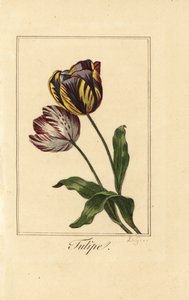Odrůdy tulipán, tulipán, Tulipa gesneriana
