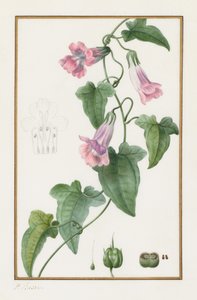(Botanicky: Maurándia semperflorens) od Pancrace Bessa