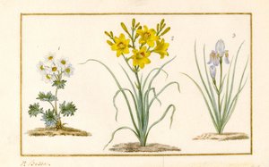 Annemone, Hemerocale a Iris (detail) (grafit, čb a tělová barva na pergamenu) od Pancrace Bessa