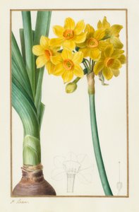 Polyanthus nebo Cluster Narcissus (botanický: Narcissus tazetta) od Pancrace Bessa