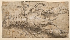 Raci (recto) od Parmigianino