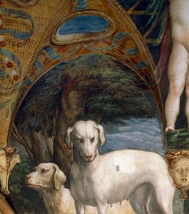 Pár psů, detail z mýtu o Dianě a Actaeonu, od Francesca Mazzoly známého jako Parmigianino (1503-1540), freska, severní strana pokoje Diany a Actaeonu, Rocca Sanvitale, Fontanellato, poblíž Parmy, Itálie, kolem roku 1524 od Parmigianino