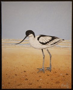 Avocet, 2016 od Pat Scott
