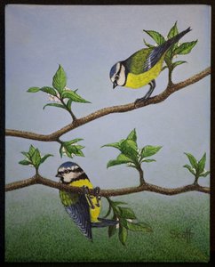Bluetits, 2016 od Pat Scott