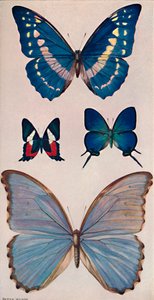 Někteří z Rios Butterflies, 1914