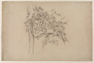 Study of a Tree, c.1885-87 (grafit na papíře) od Paul Cézanne