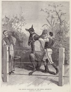 Boxerský klokan v Royal Aquarium, Londýn (litho) od Paul Frenzeny