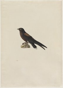 Rychloocasý (Hirundapus caudacutus)