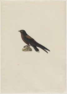 Rychloocasý Hirundapus caudacutus, 19. století.